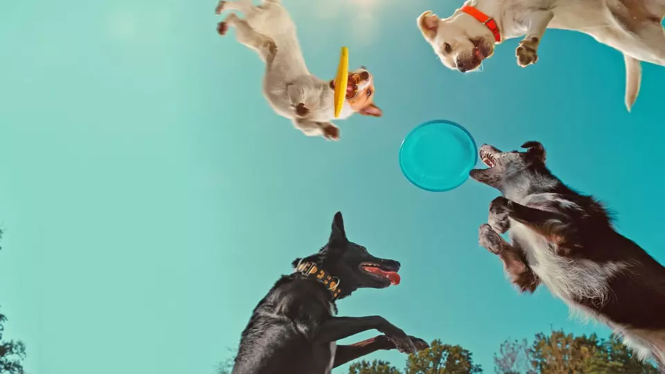 О чем думают собаки